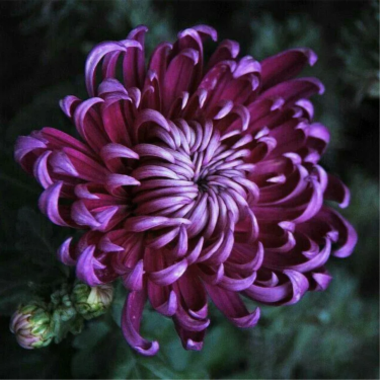🌺Cvet elegance🌼 Semena orjaške krizanteme