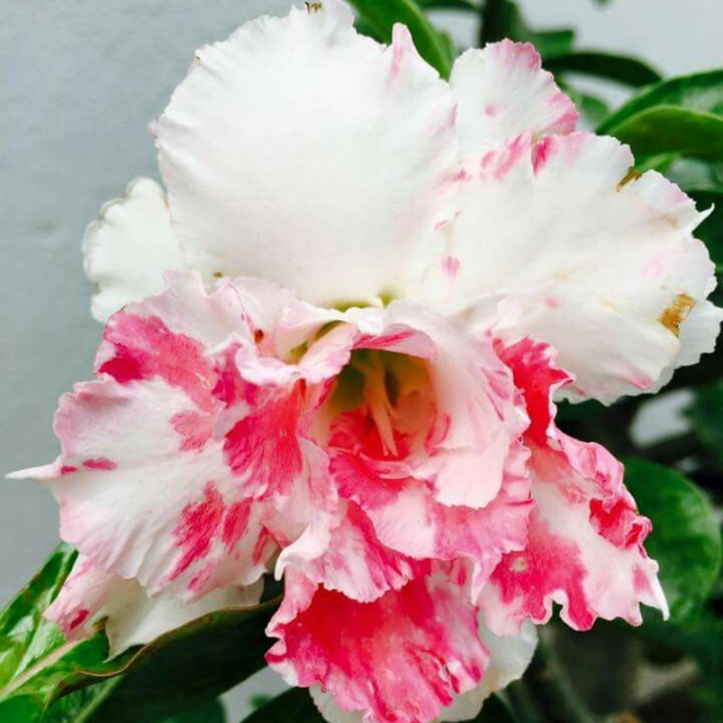 🔥Отгледайте Кралицата на пустинята – сега на намалена цена!🎁 😍Обича да цъфти, дълъг период на цъфтеж 🌵 Пустинна роза