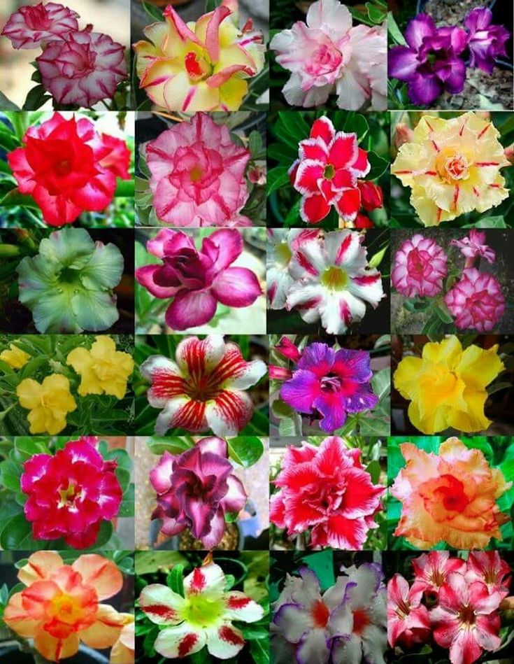 🔥Отгледайте Кралицата на пустинята – сега на намалена цена!🎁 😍Обича да цъфти, дълъг период на цъфтеж 🌵 Пустинна роза