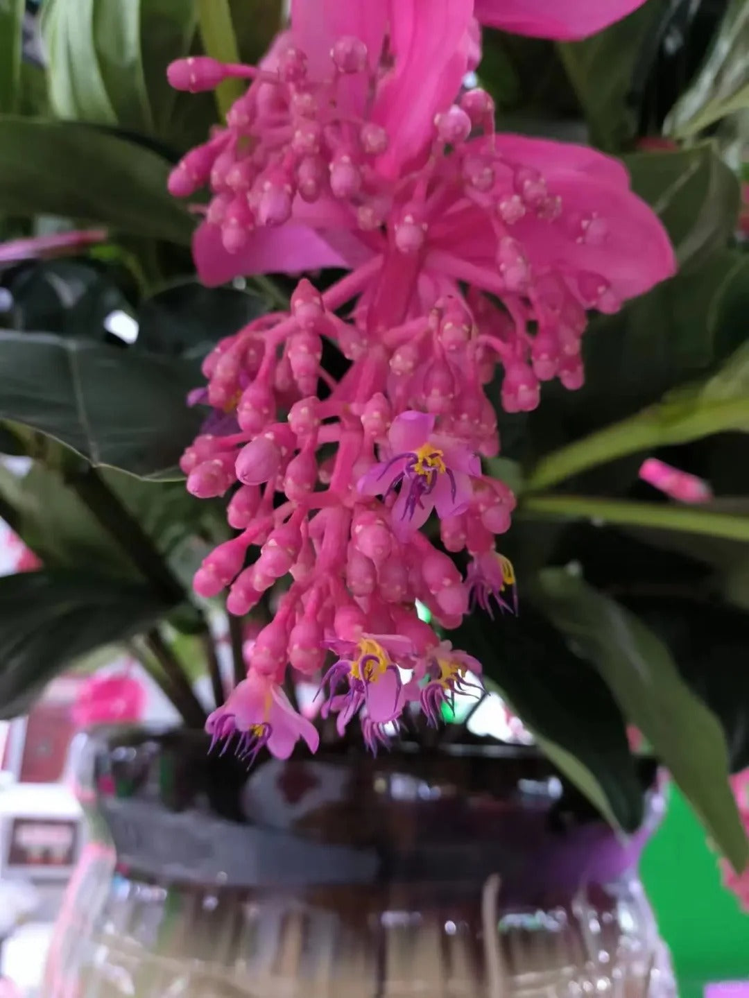 Розови гроздови семки - Отглеждайте кралицата на цветята във вашата градина