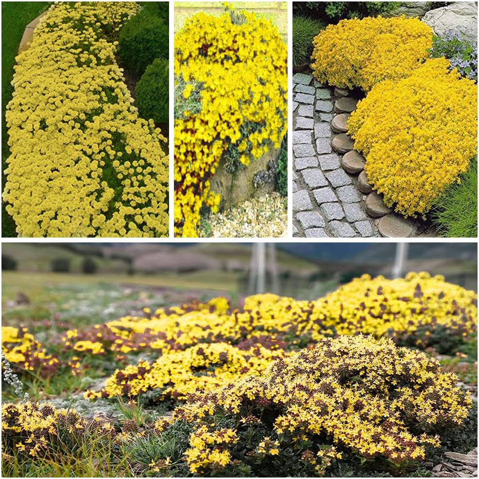 Semena plazeče materine dušice, enostavno sajenje in gojenje, trajnica, cvetje brez GSO, premium semena