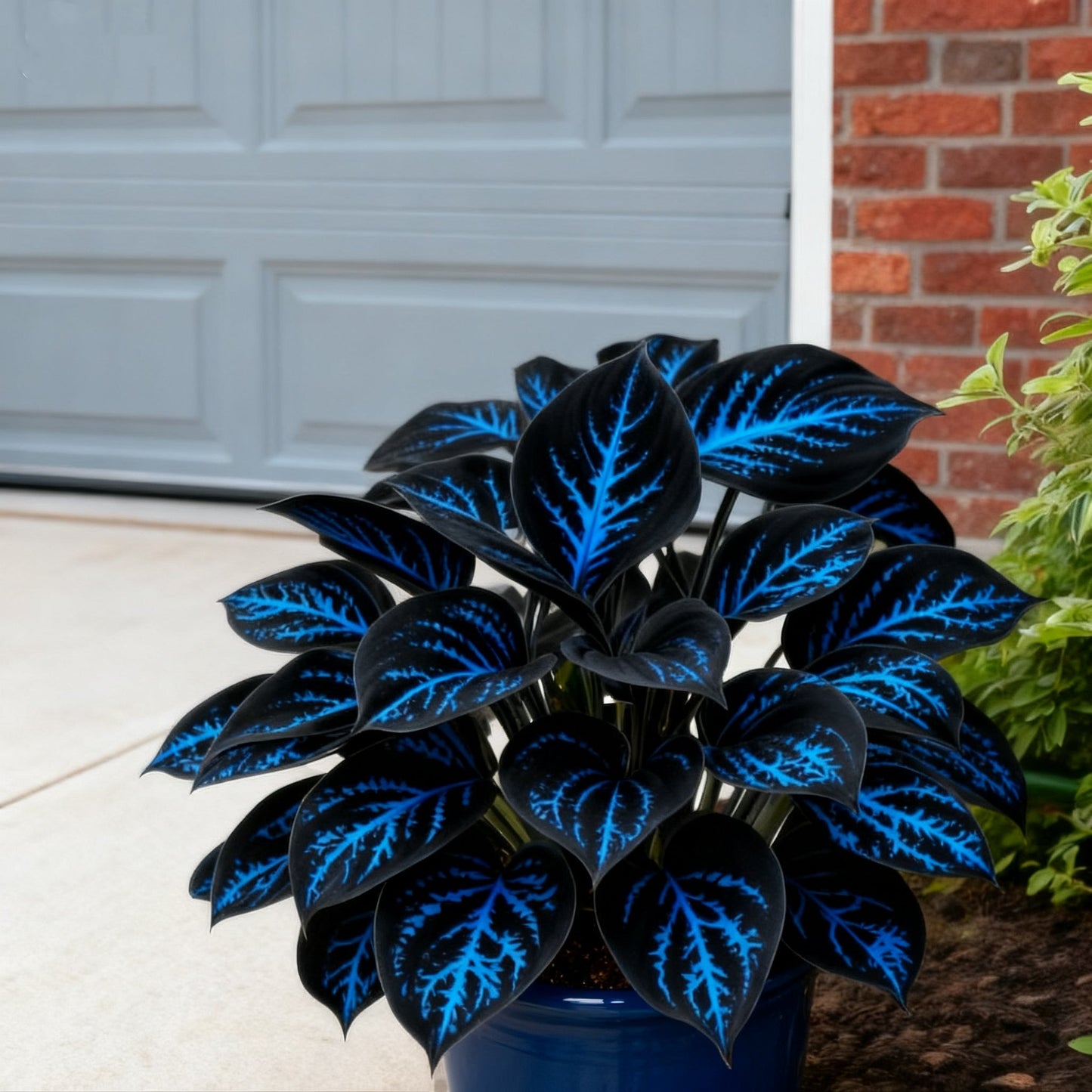 🌈🔥 Лимитирана серия хости с дъгови пламъци - рядка многоцветна листа, ексклузивно в нашия магазин 🌸