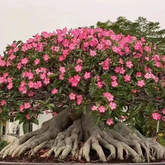 🔥Отгледайте Кралицата на пустинята – сега на намалена цена!🎁 😍Обича да цъфти, дълъг период на цъфтеж 🌵 Пустинна роза