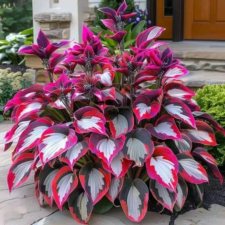 🔥Ostatni dzień wyprzedaży🔥Nasiona rzadkiej funkii premium🌿Roślina odporna na cień
