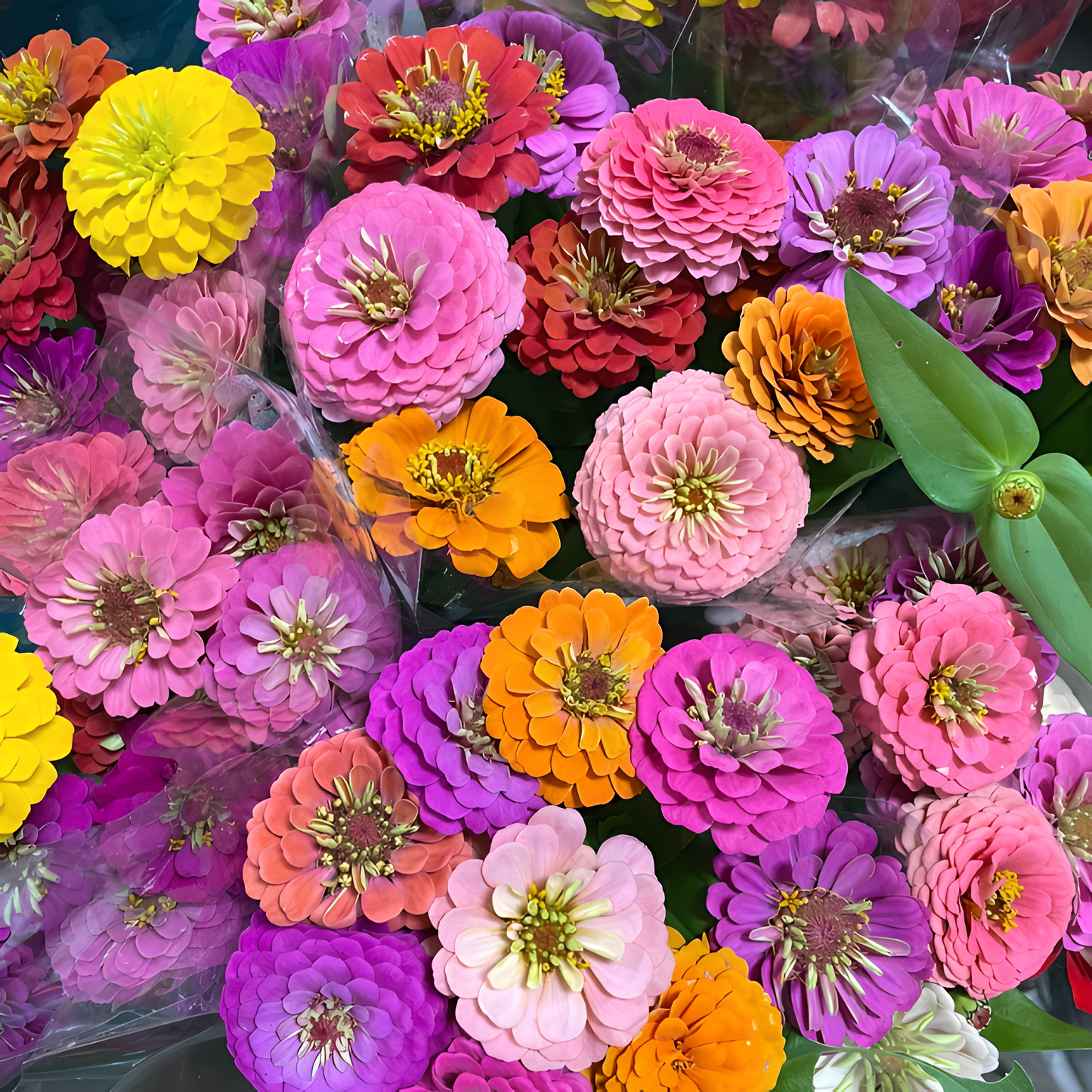 🌺Двойни семена от циния в смесени цветове