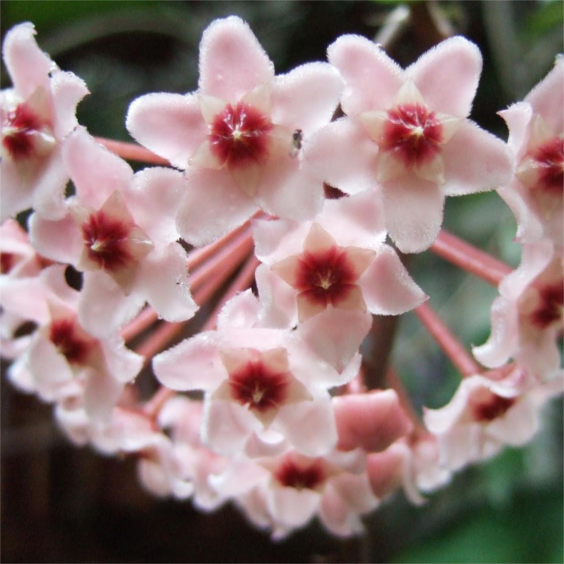 ✨Cebule Hoya – gwiazdy spadające z nieba✨