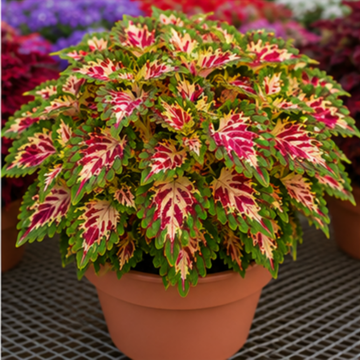 🌿Cebule koleusa🌷 – wypełnij swój ogród kolorem🌈