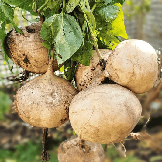 Ekskluzywna oferta💥Bogaty, soczysty i pożywny chrupiący owoc - słodka jicama do posadzenia w domu🍠