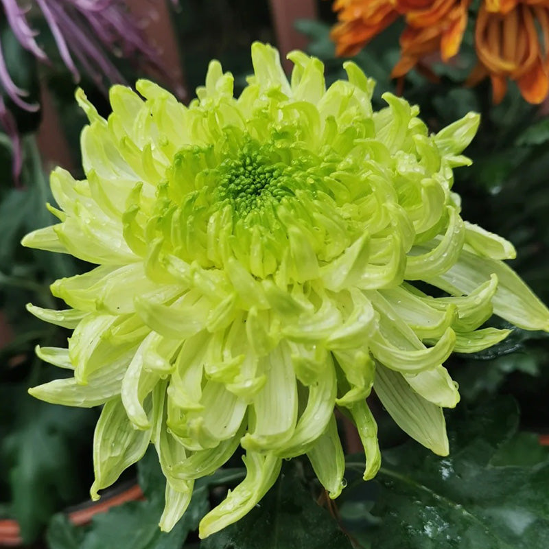 🌺Cvet elegance🌼 Semena orjaške krizanteme