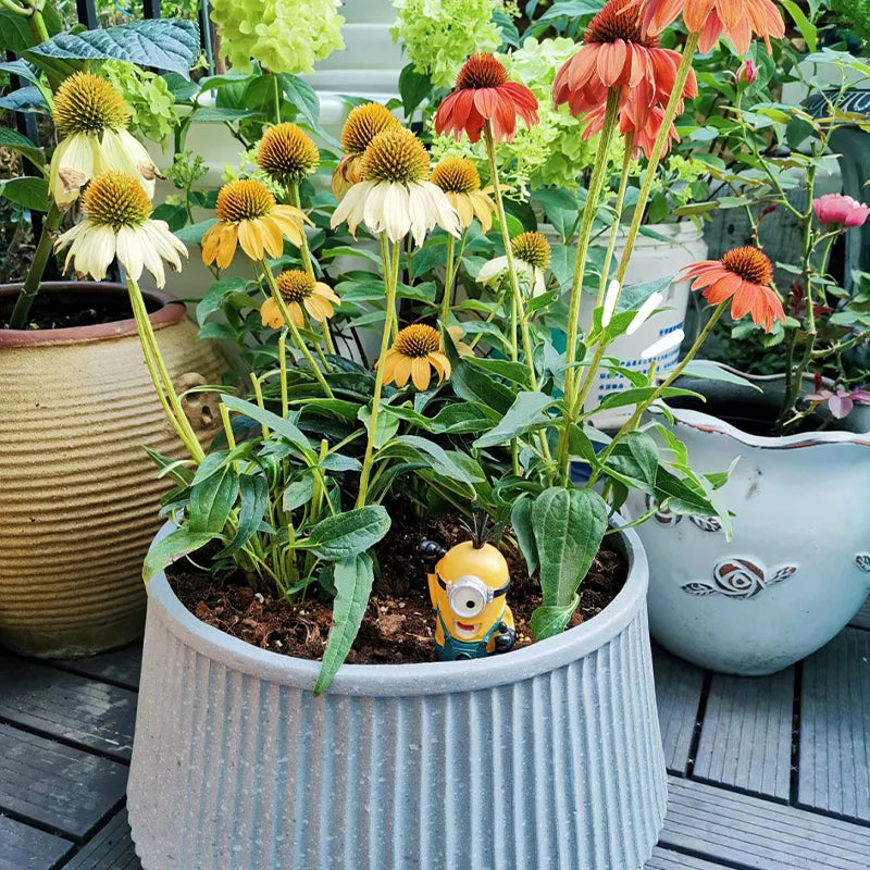 Echinacea semena