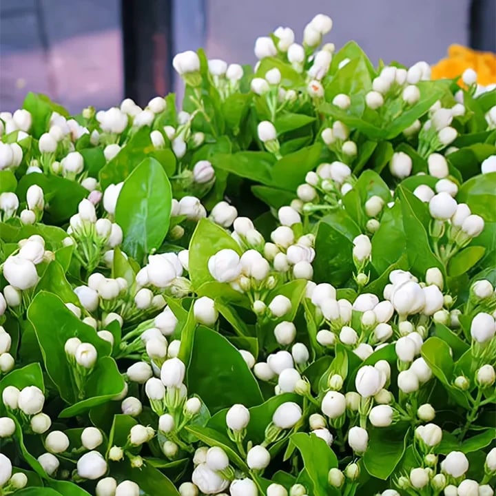OSTATNI DZIEŃ PROMOCJI - 49% ZNIŻKI 🌸Piękna roślina doniczkowa jaśmin (można sadzić zimą)🌸