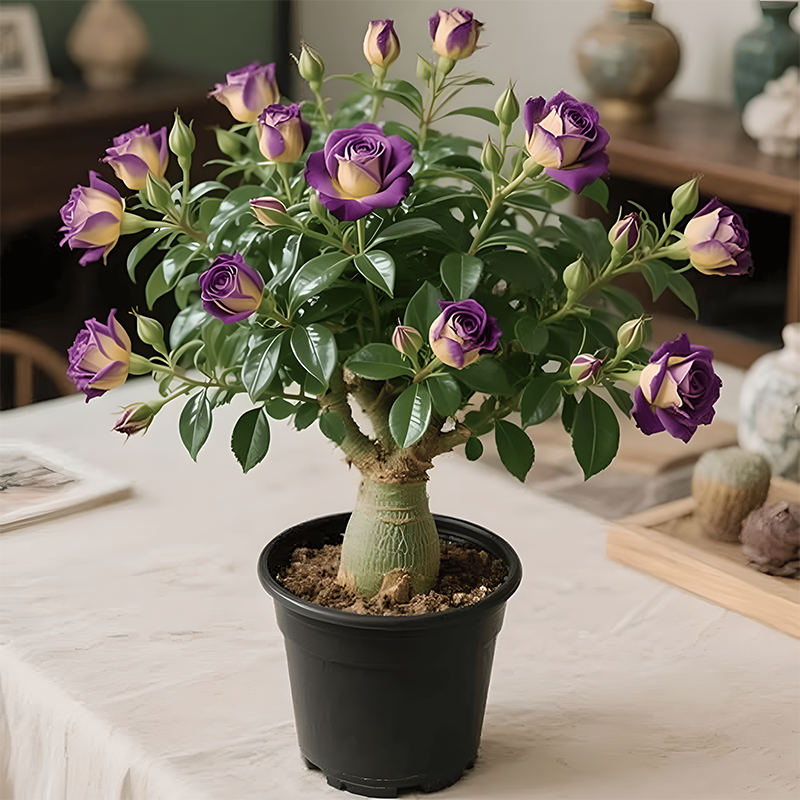 🌵🌺Луковици на пустинни рози