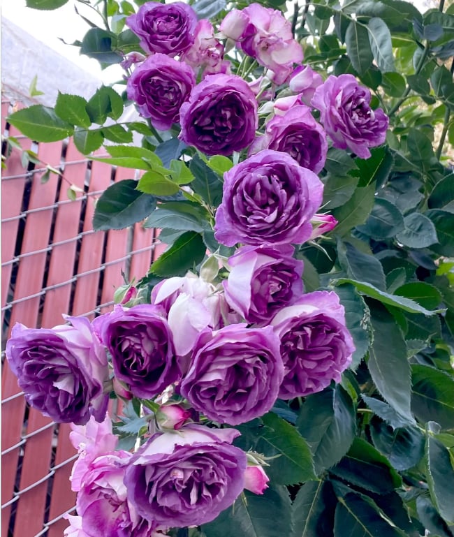 🌺Nasiona róży pnącej