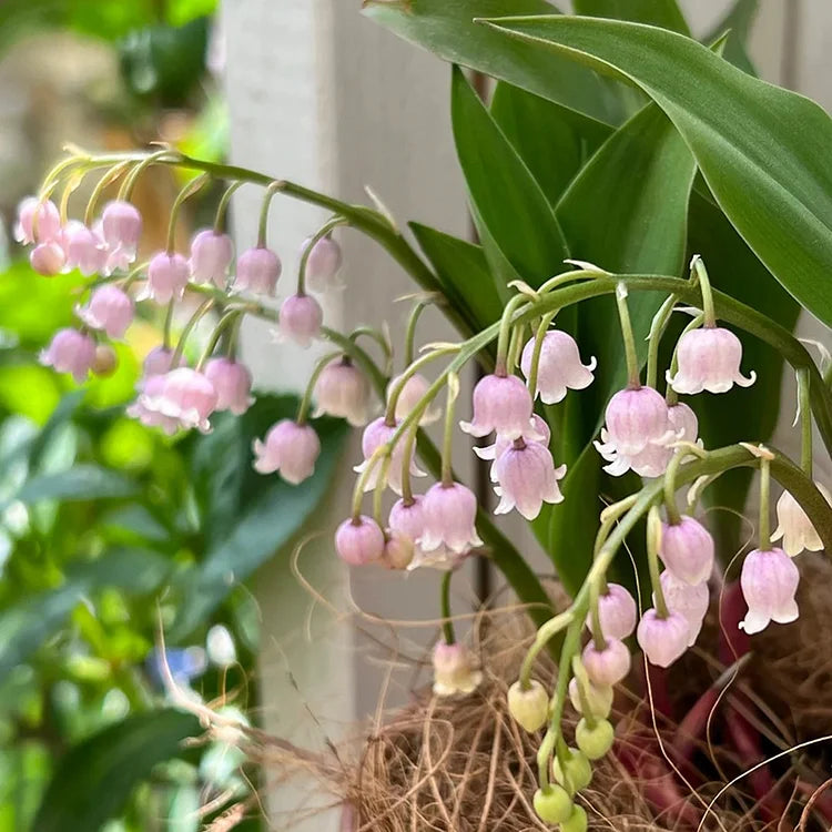 💐МОМИНА СЪЛЗА – ЩАСТИЕТО ПРИСТИГА