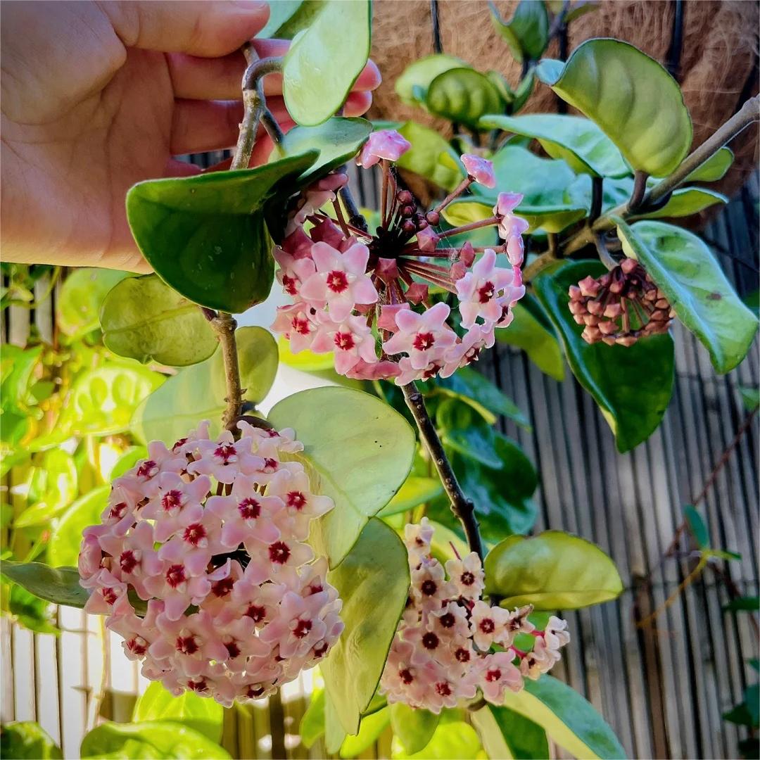 ✨Cebule Hoya – gwiazdy spadające z nieba✨