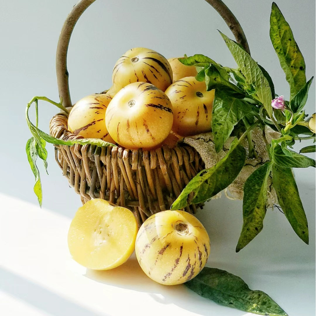 Solanum Muricatum Семена от пъпеш и круша