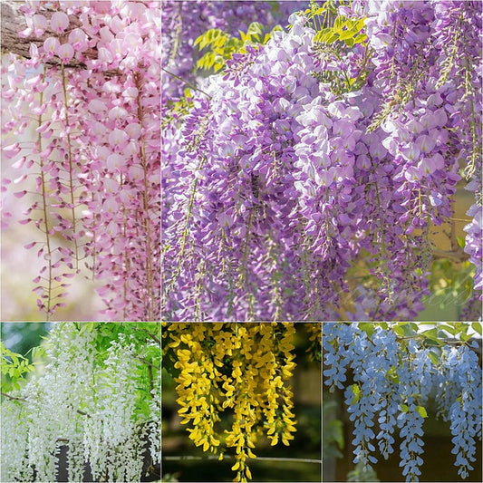 🌸Nasiona glicynii – kaskadowe piękno ogrodu przez cały rok💗