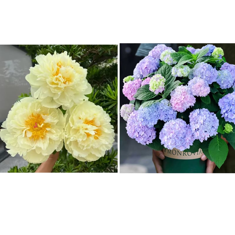 🔥ПОСЛЕДЕН ДЕН 45% ОТСТЪПКА🌺КРАЛИЦА НА ЦВЕТЯТА - ДВОЙНА ПЯНА