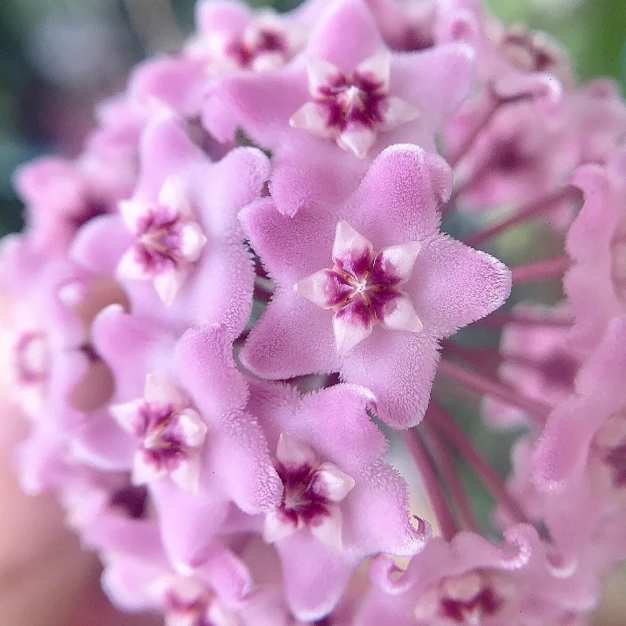 ✨Cebule Hoya – gwiazdy spadające z nieba✨