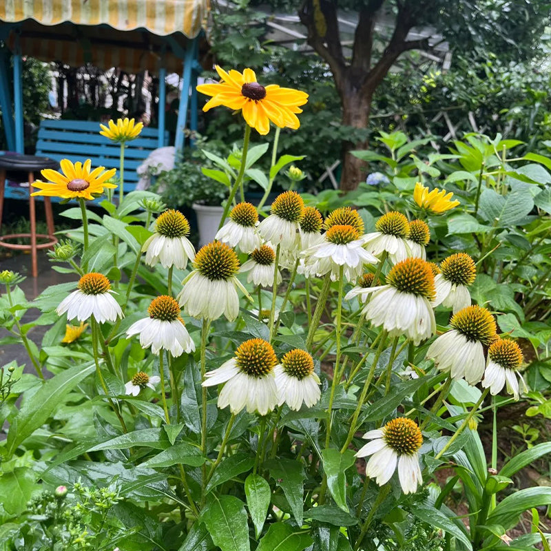 Echinacea semena
