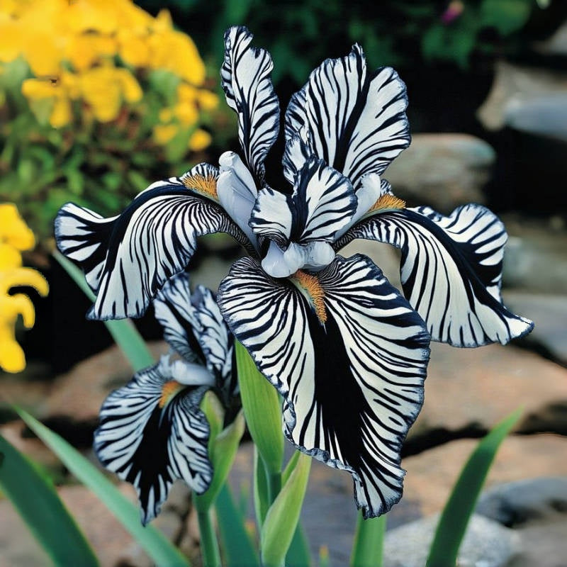 ⚜️Redek, visok bradati iris (premium sorta s koreninami)