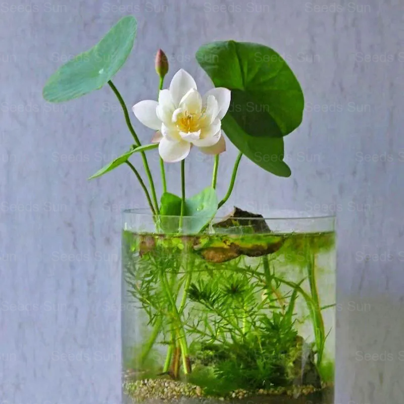 Nasiona lotosu Bowl