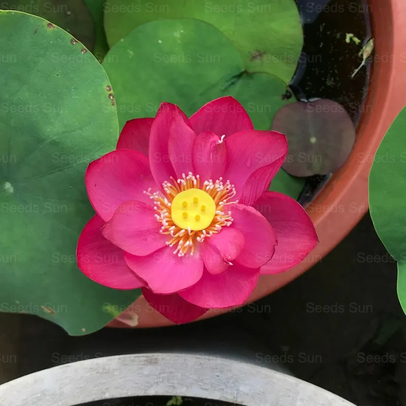 Nasiona lotosu Bowl