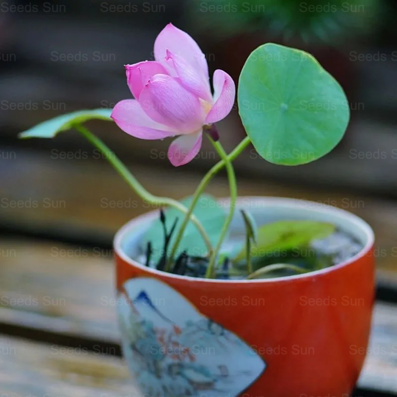 Nasiona lotosu Bowl