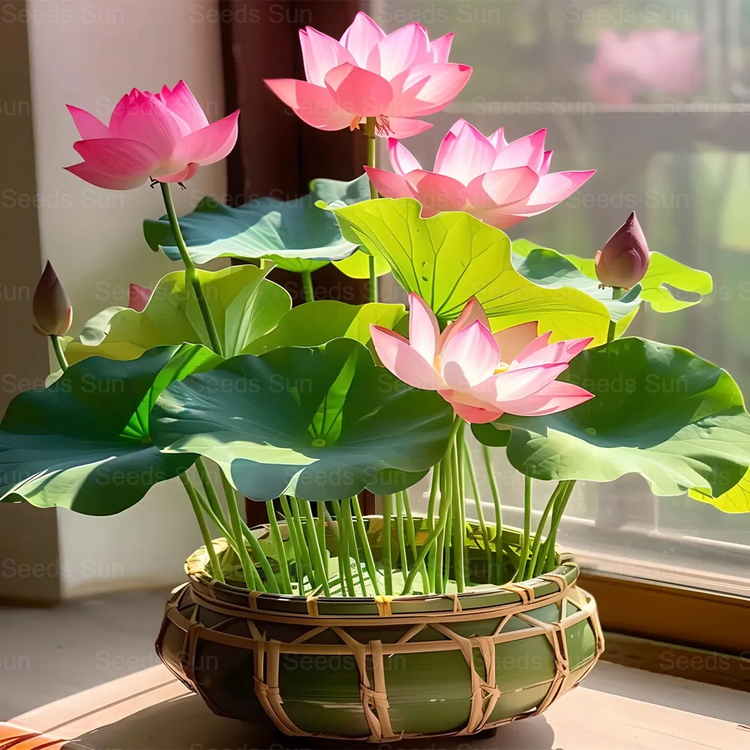 Nasiona lotosu Bowl
