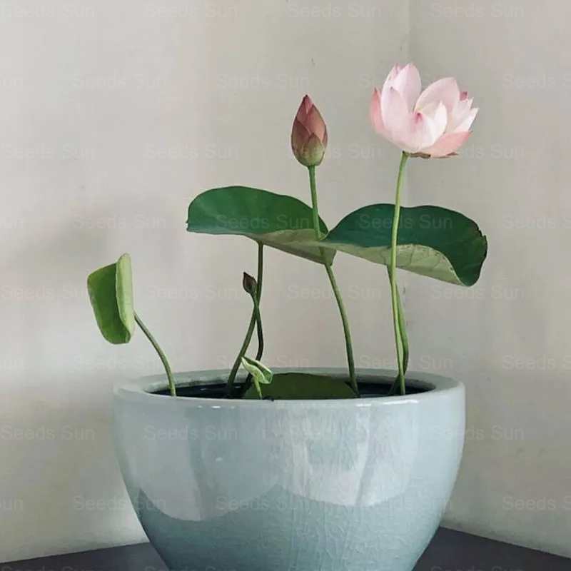 Nasiona lotosu Bowl