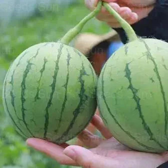 🍉Wczesnowiosenny Czerwony Jadeit – słodki arbuz, który zachwyci całą rodzinę