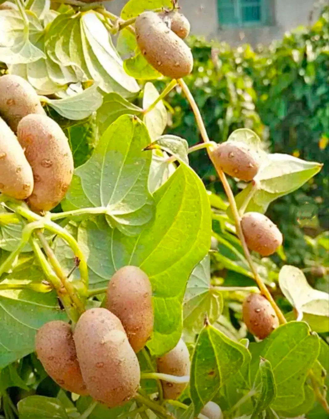 Семена картофи, които растат по дърветата 🥔 Картофи за мързеливци