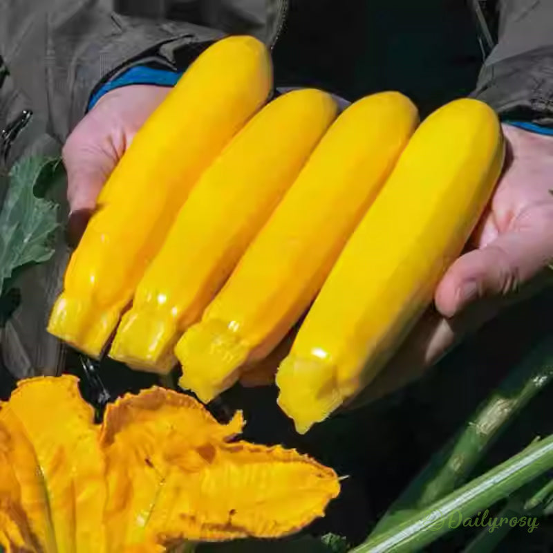 Bananowa cukinia - Złota cukinia🌿Można uprawiać przez cały rok