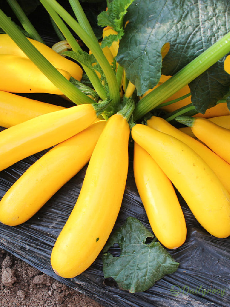 Bananowa cukinia - Złota cukinia🌿Można uprawiać przez cały rok