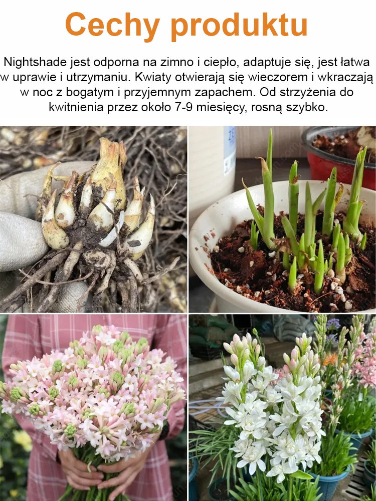 Podwójna tuberoza