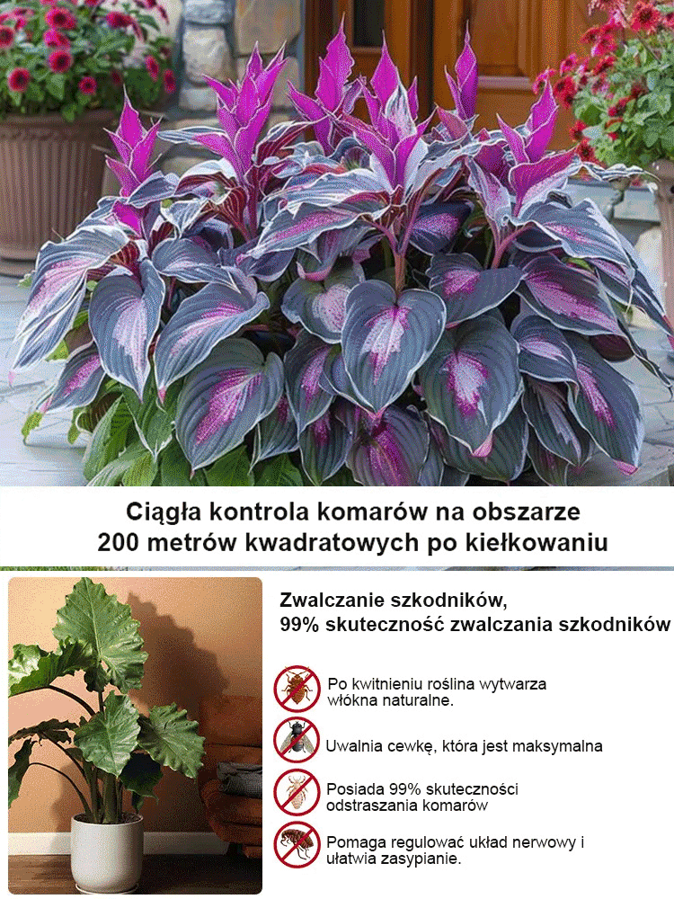 Rzadkie nasiona lilii cieniolubnej