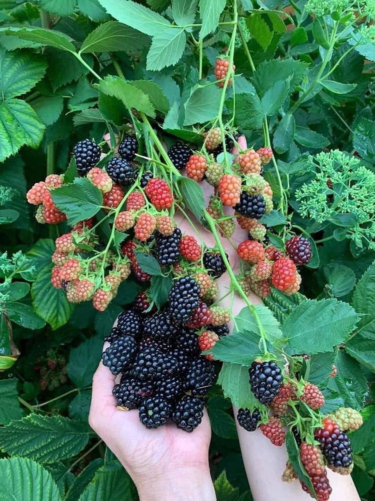 Velika semena črne maline