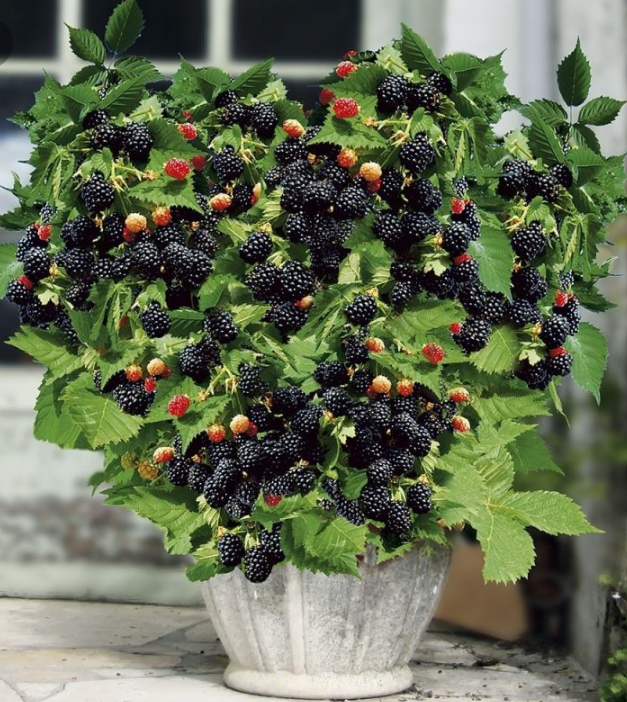 Velika semena črne maline