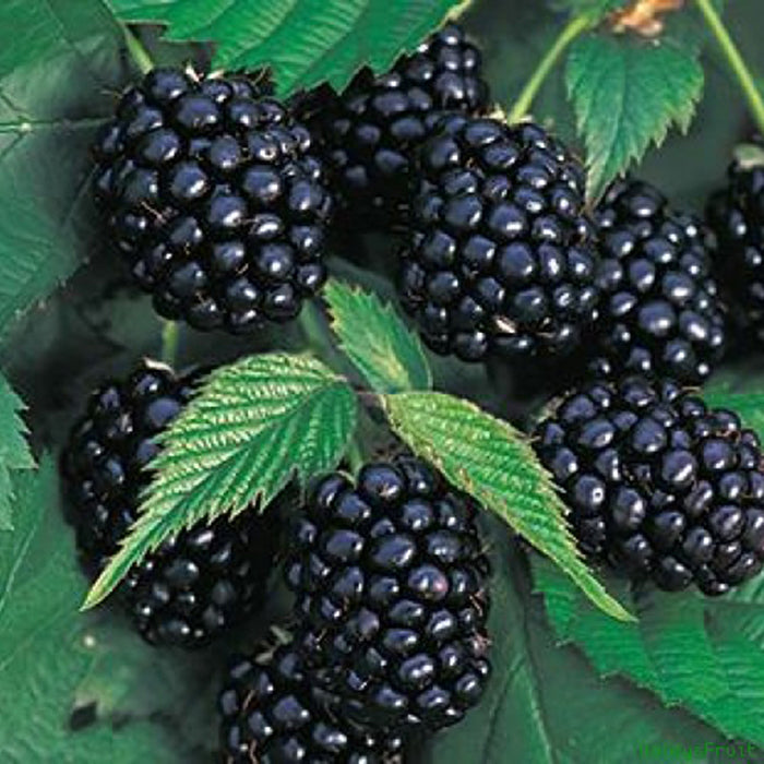 Velika semena črne maline