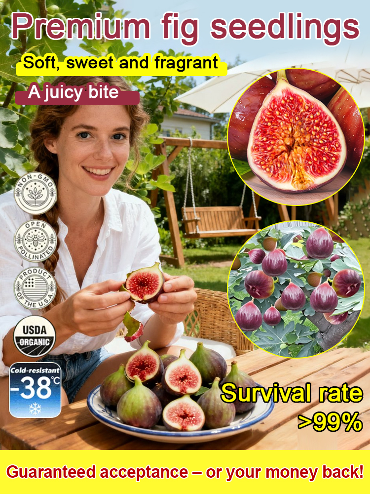 [Ciesz się świeżymi owocami każdego dnia] Sadzonki fig importowane z Grecji
