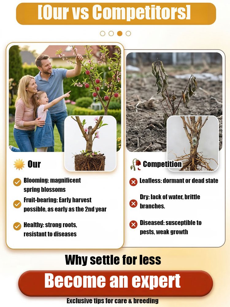[Blood Peach Tree] Strong and easy-to-grow peach seedlings