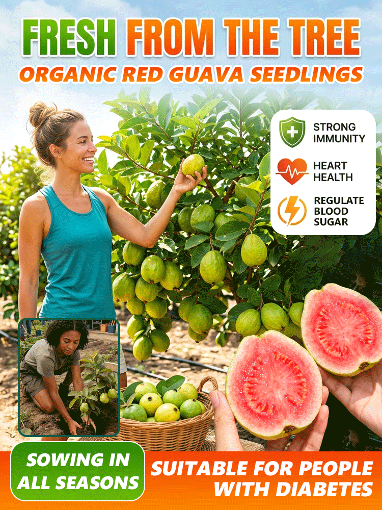 [Vitamin C bomb] Organic red guava seedlings