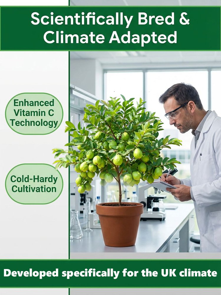 [Vitamin C bomb] Organic red guava seedlings