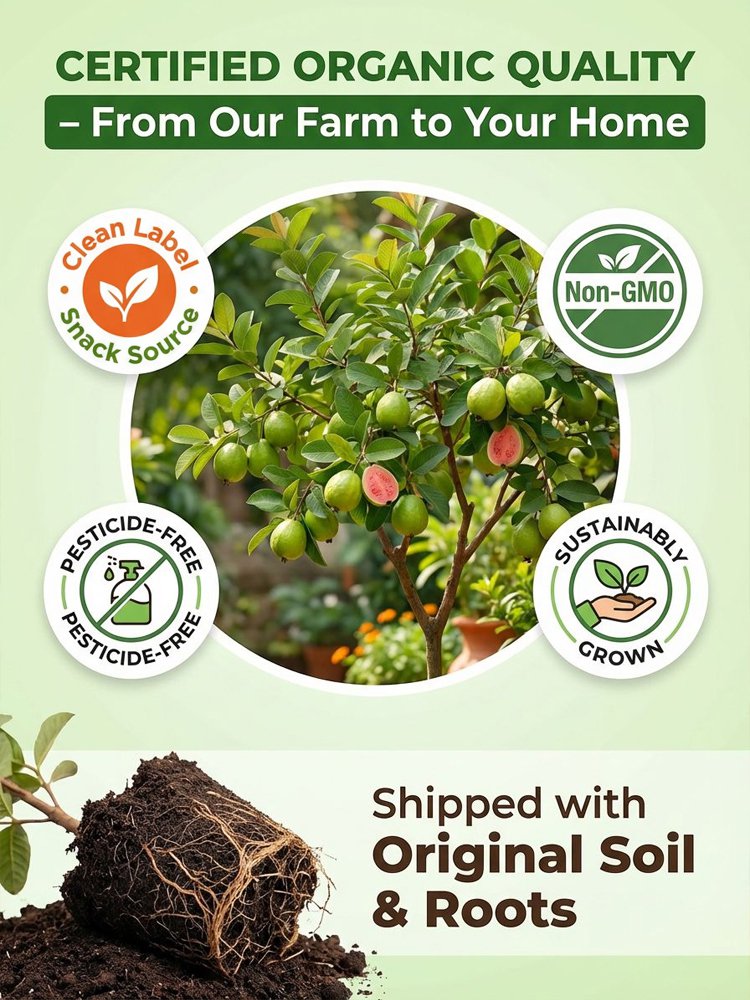 [Vitamin C bomb] Organic red guava seedlings