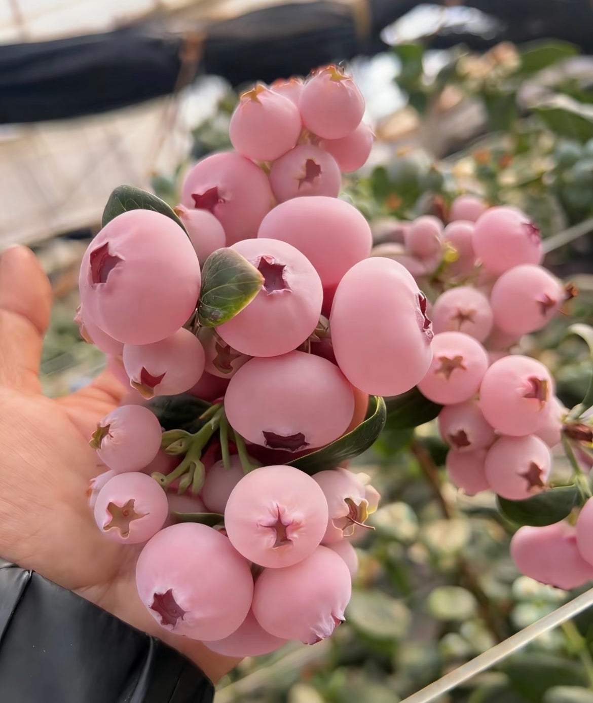 Nasiona borówki Pink Bliss – podwójna słodycz