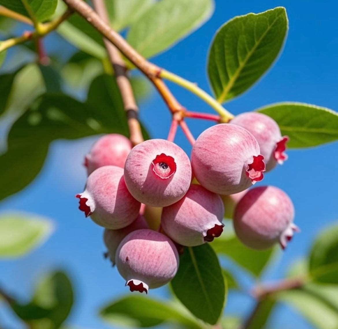 Nasiona borówki Pink Bliss – podwójna słodycz