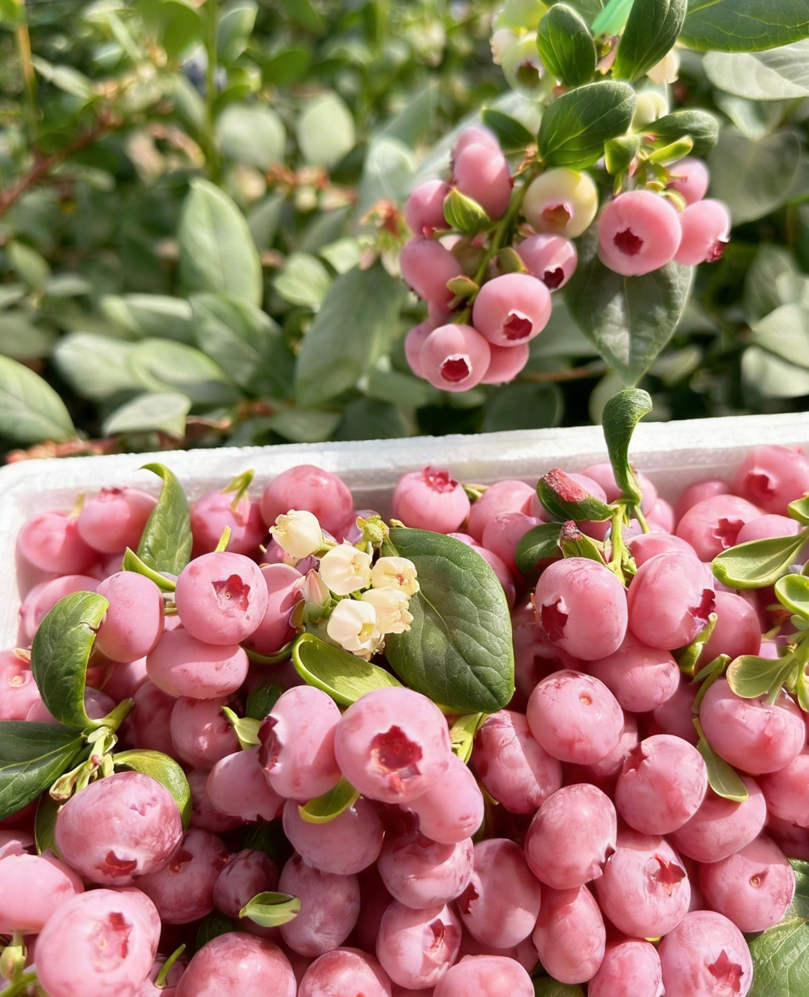 Nasiona borówki Pink Bliss – podwójna słodycz
