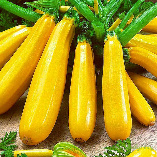 Bananowa cukinia - Złota cukinia🌿Można uprawiać przez cały rok