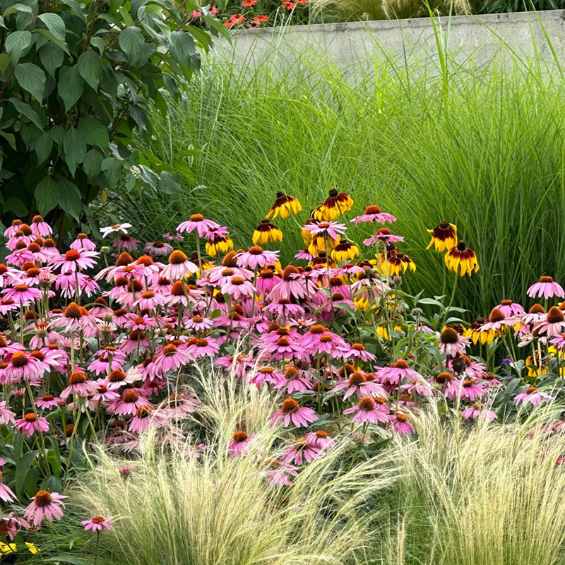 Echinacea semena