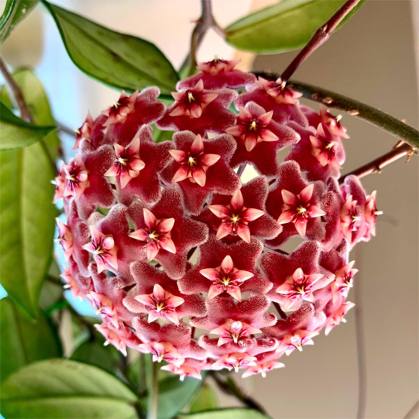 ✨Cebule Hoya – gwiazdy spadające z nieba✨